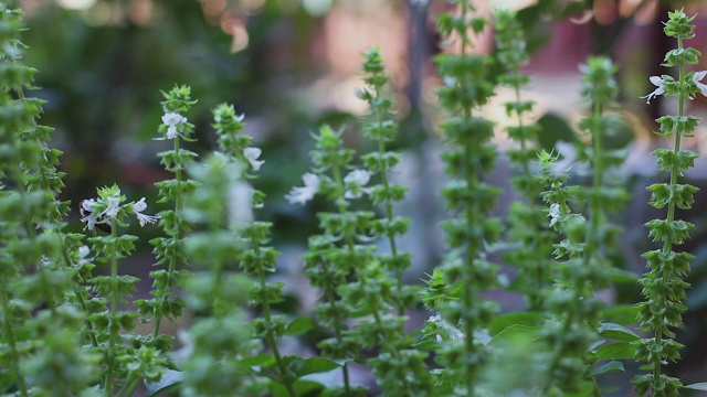 蜜蜂飞着，停下来从罗勒花上捡花粉视频素材