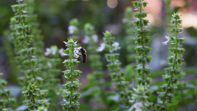 蜜蜂飞着，停下来从罗勒花上捡花粉视频素材