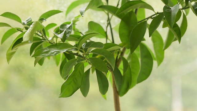 用手喷洒小柑橘树一点水。家庭植物护理视频素材