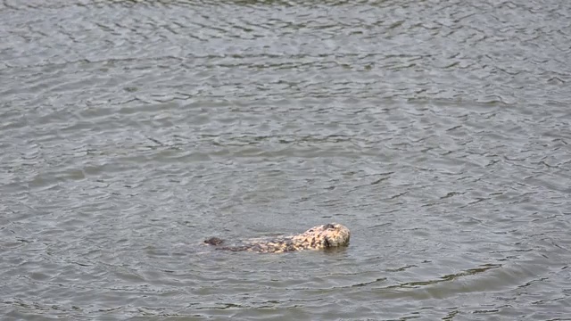 大型鳄鱼漂浮在水中寻找猎物早晨在公共沼泽里寻找食物录像作为证据。视频素材