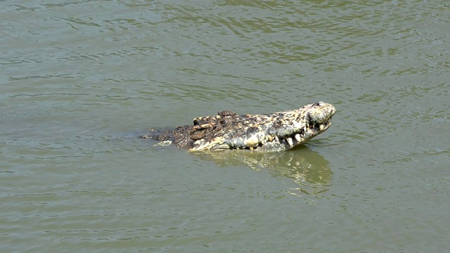 大型鳄鱼漂浮在水中寻找猎物早晨在公共沼泽里寻找食物录像作为证据。视频素材