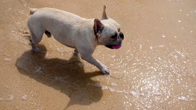 一只法国斗牛犬把球带回主人身边。狗在海滩上玩捡东西视频素材