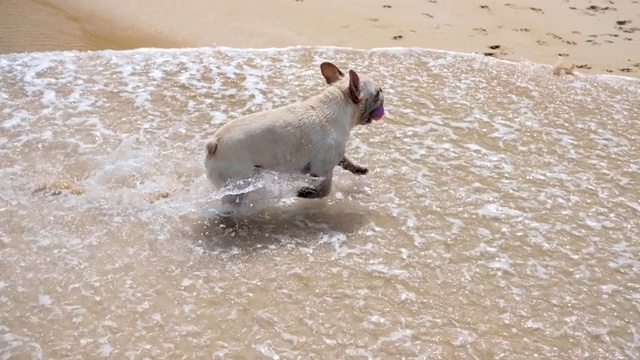 一只法国斗牛犬把球带回主人身边。狗在海滩上玩捡东西视频素材