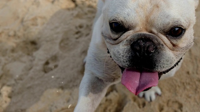 训练法国斗牛犬给爸爸视频素材