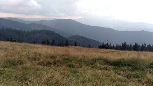 风移动草地云杉山和天空的环境在阳光明媚的日子在喀尔巴阡绿色景观视频下载