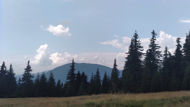 风移动草地云杉山和天空的环境在阳光明媚的日子在喀尔巴阡绿色景观视频下载