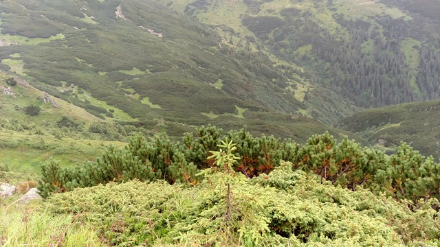 风吹动着乌克兰喀尔巴阡山脉陡峭的山坡上的草视频下载