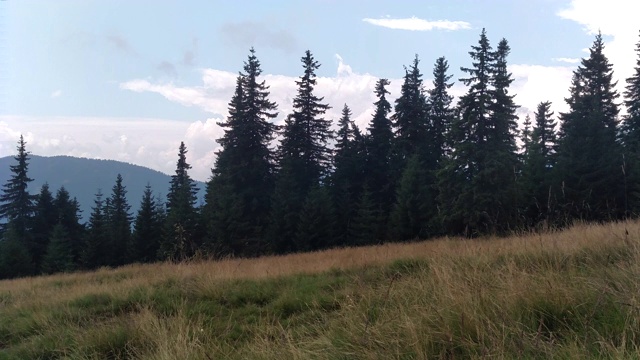 风移动草地云杉山和天空的环境在阳光明媚的日子在喀尔巴阡绿色景观视频素材