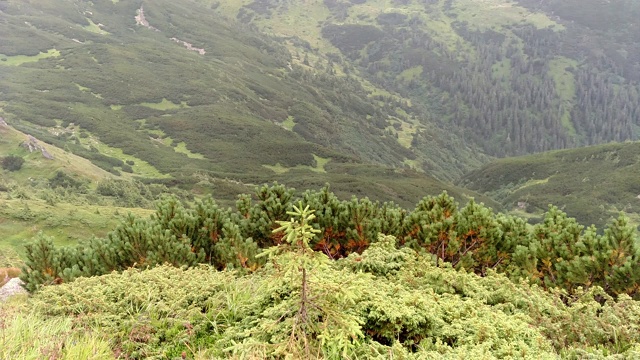 风吹动着乌克兰喀尔巴阡山脉陡峭的山坡上的草视频下载