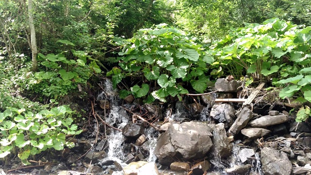 瀑布水从山区森林景观快速流动的液体之间的岩石和绿树山毛榉瀑布视频素材