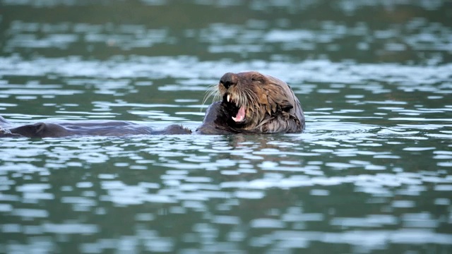 海獭视频素材