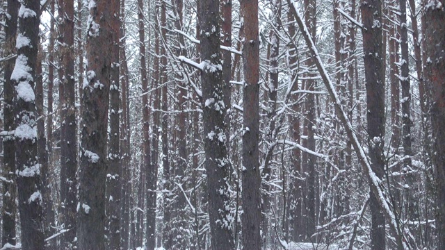 天然冬雪松林，一览无余。视频素材