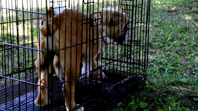 两只年轻的英国白和棕色斗牛犬在笼子里视频素材