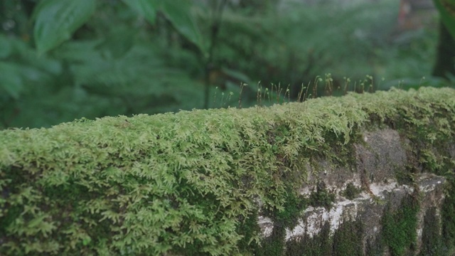 森林雨中的地衣视频素材