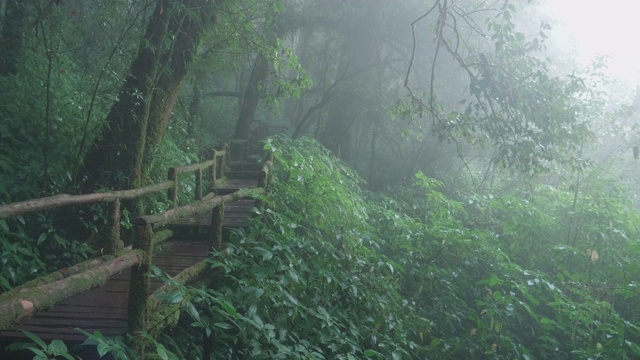 在泰国清迈迈潘雨季旅行最高的Doi intanon视频素材