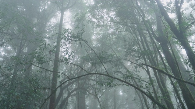 在泰国清迈迈潘雨季旅行最高的Doi intanon视频素材