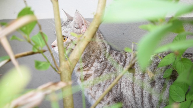 闭上美丽的黄色眼睛的虎斑猫放松在花园户外视频素材