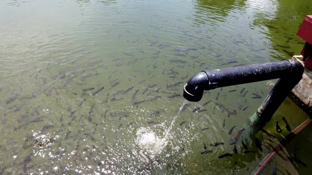 水流量处理系统由水泵管和水面池塘上游鱼组成视频素材