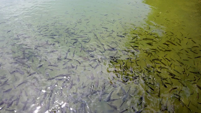 池塘里的鱼游到水面上吃食物视频下载