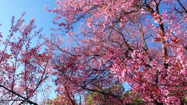 粉红色的樱花视频素材