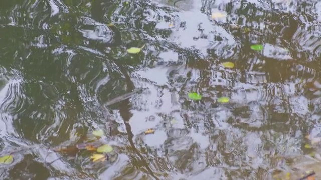 秋天，城市公园里的落叶和野鸭在池塘里游泳视频素材