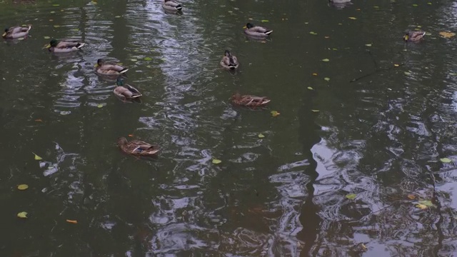 秋天，野鸭在城市公园的池塘里游泳视频素材