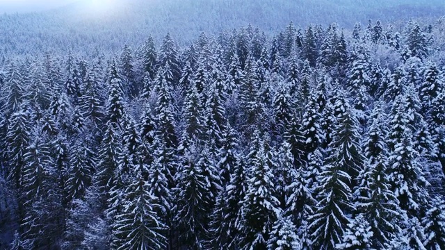 鸟瞰图覆盖着积雪的森林视频素材