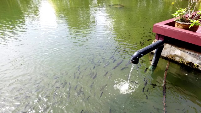 池塘水面有大量的鱼，水从水泵管道流出处理系统视频素材