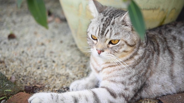 闭上美丽的黄色眼睛的虎斑猫放松在花园户外视频素材