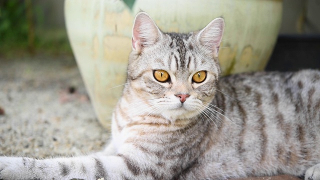 闭上美丽的黄色眼睛的虎斑猫放松在花园户外视频素材