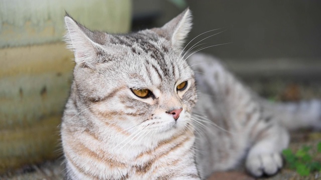 特写美丽的黄眼睛的虎斑猫放松在花园户外，慢镜头视频素材