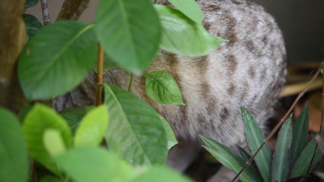 闭上美丽的黄色眼睛的虎斑猫放松在花园户外视频素材