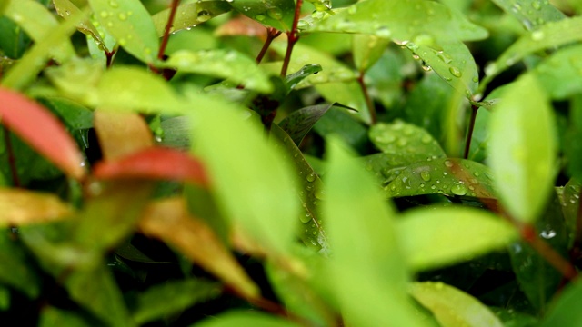 雨滴落在树叶上自然，雨天景色视频素材