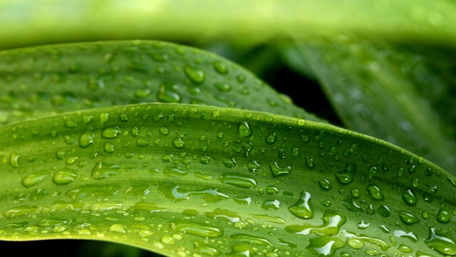 雨滴落在树叶上自然，雨天景色视频素材