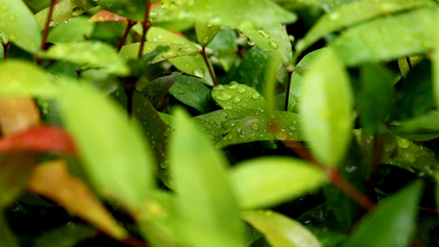 雨滴落在树叶上自然，雨天景色视频素材