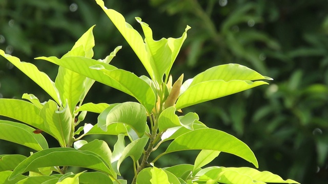 白色花在风和阳光，自然背景(含笑白花DC)。视频素材