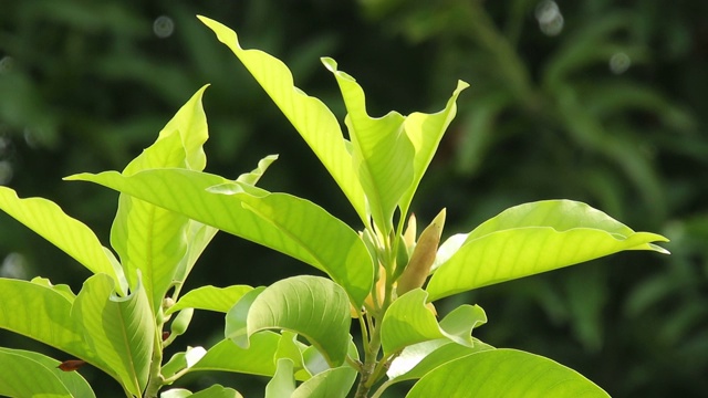 白色花在风和阳光，自然背景(含笑白花DC)。视频素材