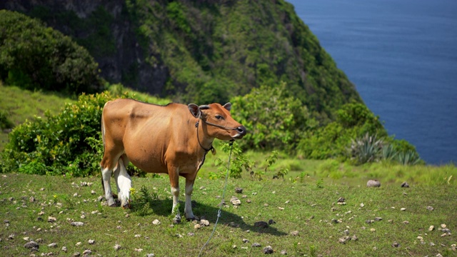 牛在绿色的牧场上吃草。生产生态清洁牛肉和肉馅。视频下载