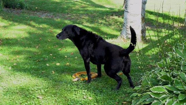 纯种黑色拉布拉多猎犬蹲在草地上小便视频素材