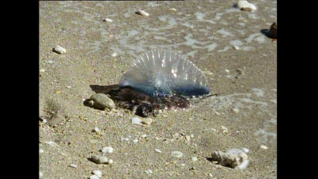 在佛罗里达海滩上的葡萄牙人O' War (Physalia physalis);1991视频素材