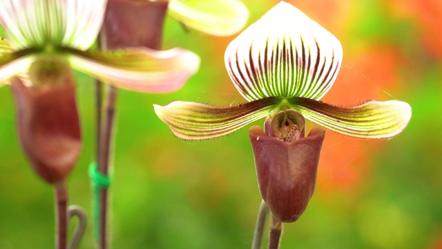 花朵盛开的兰花视频素材