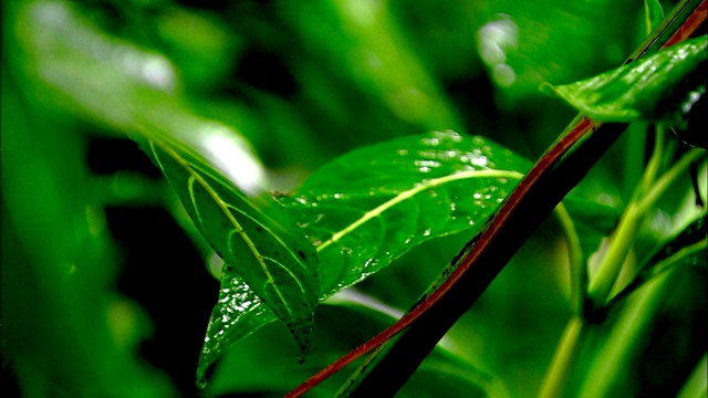 在哥斯达黎加的雨林中，一条猫眼蛇沿着茂密的树枝和鲜艳的花朵爬行。视频素材