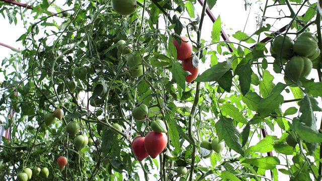 在温室里种植西红柿有机蔬菜视频素材