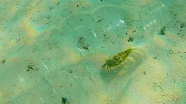 小螃蟹被困在一个塑料瓶里，慢慢地漂浮在海水中。视频素材