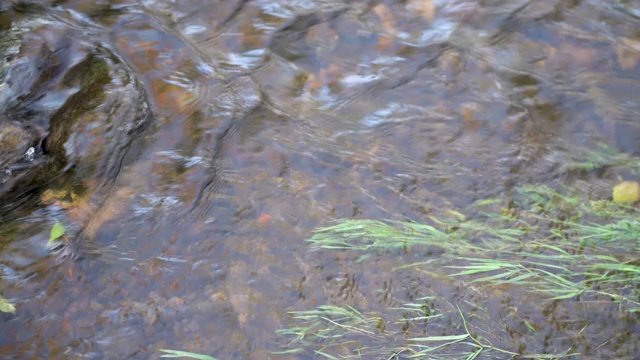 河水下的藻类视频素材