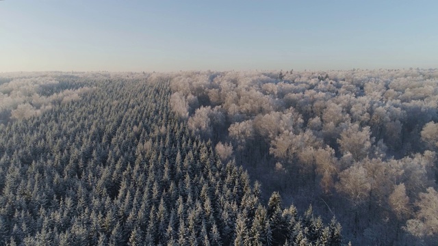 冬季森林。从以上观点。冬天的风景。结霜天气下的针叶树和落叶树视频素材