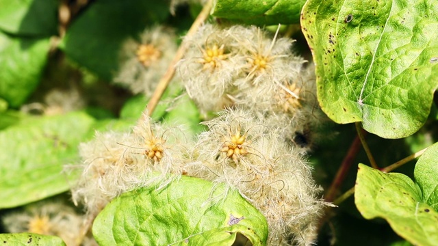 铁线莲属植物，种子鲜艳视频素材