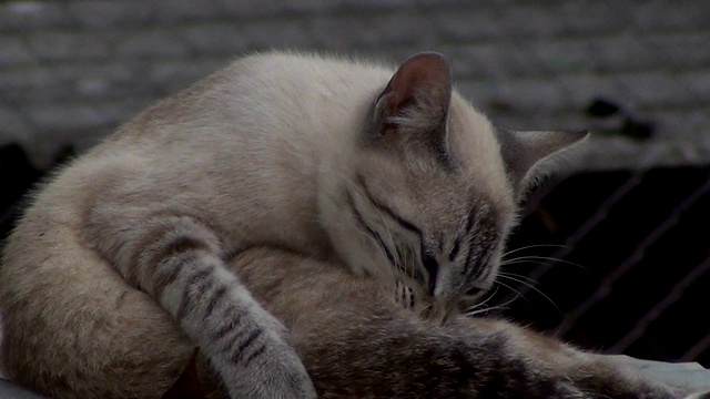 传统的猫洗澡。视频素材