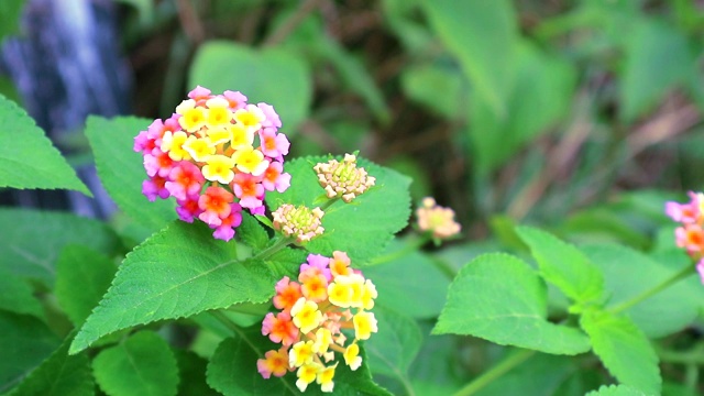 粉红、黄色、各种颜色的马缨丹在花园里开花，叶子呈绿色视频素材