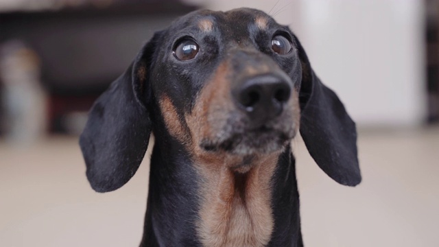 可爱的腊肠犬画像，黑色和棕色，悲伤地看着镜头，舔自己，然后跑开视频素材